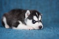 A beautiful Husky puppy with pretty blue eyes Royalty Free Stock Photo
