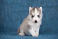 A beautiful Husky puppy with pretty blue eyes Royalty Free Stock Photo