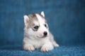 A beautiful Husky puppy with pretty blue eyes Royalty Free Stock Photo