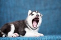 A beautiful Husky puppy with pretty blue eyes Royalty Free Stock Photo