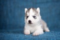 A beautiful Husky puppy with pretty blue eyes Royalty Free Stock Photo