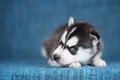 A beautiful Husky puppy with pretty blue eyes