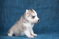 A beautiful Husky puppy with pretty blue eyes Royalty Free Stock Photo