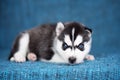 A beautiful Husky puppy with pretty blue eyes Royalty Free Stock Photo