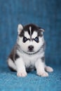 A beautiful Husky puppy with pretty blue eyes Royalty Free Stock Photo