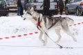 Beautiful husky before race