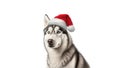 A beautiful husky in Santa Claus hat isolated on white background. AI generated