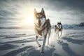 Beautiful husky, two sledding sports northern dogs in snowy steppe on sunny winter day. Generative AI