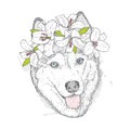 Beautiful Husky in a wreath of lilies. Lovely puppy in a flower wreath. Pedigree dog. Vector illustration.