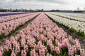 Beautiful hyacinth field in the Netherlands with purple, white and pink flowers, cloudy sky