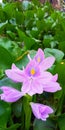 the beautiful hyacinth flower has a nice purple color