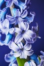 Beautiful hyacinth flower