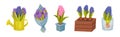 Beautiful Hyacinth Flowers as Colorful Spring Blooming Bulbous Plant Vector Set