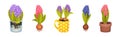 Beautiful Hyacinth Flowers as Colorful Spring Blooming Bulbous Plant Vector Set