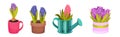 Beautiful Hyacinth Flowers as Colorful Spring Blooming Bulbous Plant Vector Set