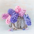 Beautiful hyacinth flowers .