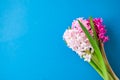 Beautiful hyacinth flowers bouquet on a blue background. Top vie Royalty Free Stock Photo