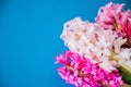 Beautiful hyacinth flowers bouquet on a blue background. Top vie Royalty Free Stock Photo