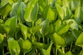 Beautiful hyacinth green leaves after rain, ready for flowering