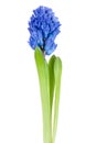 Beautiful hyacinth isolated