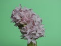 Beautiful hyacinth plant bulb pink flowers aromatic colors