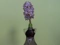 Beautiful hyacinth plant bulb pink flowers aromatic colors