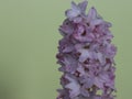 Beautiful hyacinth plant bulb pink flowers aromatic colors