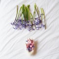Beautiful hyacinth with a white hand