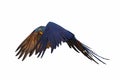 Beautiful Hyacinthine Macaw parrot flying isolated on white background. Royalty Free Stock Photo