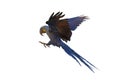 Beautiful Hyacinthine Macaw parrot flying isolated on white background. Royalty Free Stock Photo