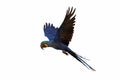 Beautiful Hyacinthine Macaw parrot flying isolated on white background. Royalty Free Stock Photo