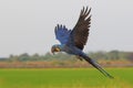 Beautiful Hyacinthine Macaw parrot flying on the rice field. Free flying bird Royalty Free Stock Photo