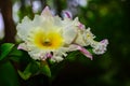 Beautiful hybrid Cattleya flower orchid