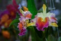 Beautiful hybrid Cattleya flower orchid