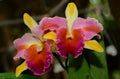 Beautiful hybrid Cattleya flower orchid