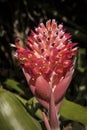 Beautiful Hybrid aloe flower in a forest