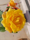 Beautiful Hybrid Rose bicolour