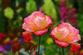 Beautiful hybrid roses