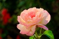 A beautiful hybrid tea rose blooms in the garden.