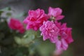 Beautiful hybrid tea rose pink rose flower in the garden close up after rain Royalty Free Stock Photo