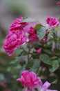 Beautiful hybrid tea rose pink rose flower in the garden close up after rain Royalty Free Stock Photo