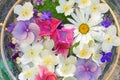 Beautiful hydranea flowers close up Royalty Free Stock Photo