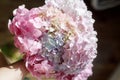 Beautiful hydrangea bouquet in hands close up in sunny room. Pink and blue hydrangea petals. Happy Mothers day and Womens day. Royalty Free Stock Photo