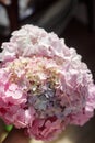 Beautiful hydrangea bouquet in hands close up in sunny room. Pink and blue hydrangea petals. Happy Mothers day and Womens day. Royalty Free Stock Photo