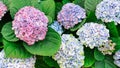 Beautiful hydrangea bush in landscape design. Flowers in the garden. Blue hydrangea close-up. Hydrangea macrophylla with blue Royalty Free Stock Photo