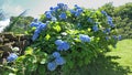 Beautiful Hydrangea bushes in bloom in a garden in UK Royalty Free Stock Photo