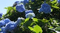 Beautiful Hydrangea bushes in bloom in a garden in UK Royalty Free Stock Photo