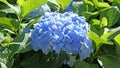 Beautiful Hydrangea bushes in bloom in a garden in UK Royalty Free Stock Photo