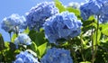 Beautiful Hydrangea bushes in bloom in a garden in UK Royalty Free Stock Photo