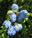 Beautiful Hydrangea bushes in bloom in a garden in UK Royalty Free Stock Photo